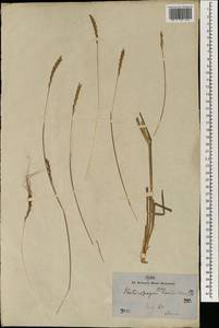 Heteropogon contortus (L.) P.Beauv. ex Roem. & Schult., South Asia, South Asia (Asia outside ex-Soviet states and Mongolia) (ASIA) (India)