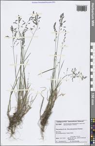 Poa arctica R.Br., Siberia, Central Siberia (S3) (Russia)