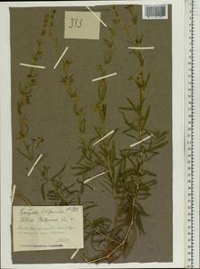 Silene tatarica (L.) Pers., Eastern Europe, Middle Volga region (E8) (Russia)