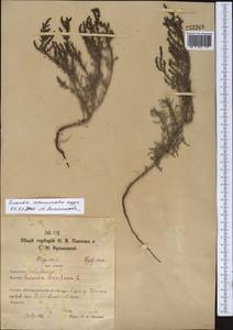 Suaeda acuminata (C. A. Mey.) Moq., Middle Asia, Northern & Central Kazakhstan (M10) (Kazakhstan)