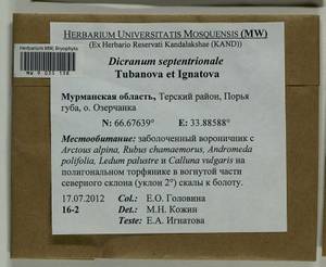 Dicranum septentrionale Tubanova & Ignatova, Bryophytes, Bryophytes - Karelia, Leningrad & Murmansk Oblasts (B4) (Russia)