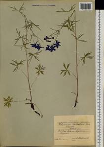 Delphinium cheilanthum Fisch. ex DC., Siberia, Yakutia (S5) (Russia)