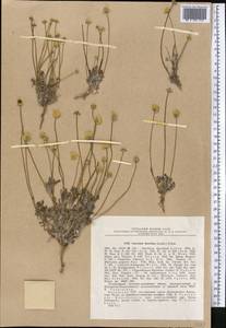 Cancrinia discoidea (Ledeb.) Poljakov ex Tzvelev, Middle Asia, Dzungarian Alatau & Tarbagatai (M5) (Kazakhstan)