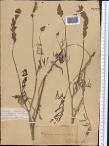 Hedysarum songoricum Bong., Middle Asia, Dzungarian Alatau & Tarbagatai (M5) (Kazakhstan)