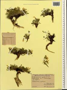 Astragalus levieri Freyn ex Somm et Levier, Caucasus, Stavropol Krai, Karachay-Cherkessia & Kabardino-Balkaria (K1b) (Russia)