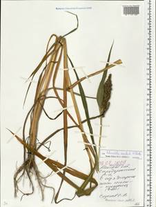 Echinochloa crus-galli subsp. utilis (Ohwi & Yabuno) T.Koyama, Eastern Europe, Belarus (E3a) (Belarus)