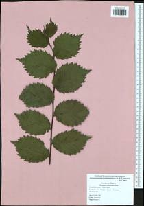 Corylus avellana L., Eastern Europe, Central region (E4) (Russia)