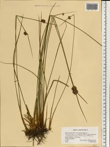 Juncus conglomeratus L., Eastern Europe, Central forest-and-steppe region (E6) (Russia)