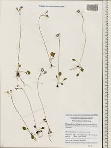 Primula nutans Georgi, Eastern Europe, Northern region (E1) (Russia)