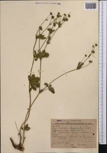 Potentilla chrysantha, Middle Asia, Western Tian Shan & Karatau (M3) (Kyrgyzstan)