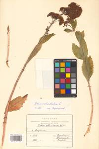 Hylotelephium verticillatum (L.) H. Ohba, Siberia, Russian Far East (S6) (Russia)