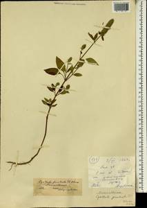 Cyathula prostrata (L.) Blume, Africa (AFR) (Mali)