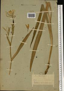 Iris pseudacorus L., Eastern Europe, Belarus (E3a) (Belarus)