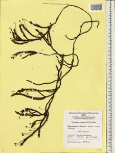 Cassiope tetragona (L.) D. Don, Eastern Europe, Northern region (E1) (Russia)