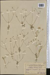 Lomelosia olivieri (Coult.) Greuter & Burdet, Middle Asia, Pamir & Pamiro-Alai (M2) (Uzbekistan)
