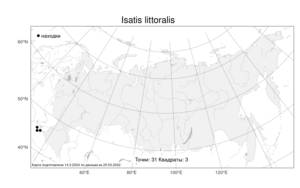 Isatis littoralis Steven, Atlas of the Russian Flora (FLORUS) (Russia)