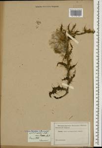 Cirsium echinus (M. Bieb.) Hand.-Mazz., Caucasus (no precise locality) (K0)