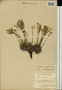 Dianthus acicularis Fisch. ex Ledeb., Eastern Europe, Eastern region (E10) (Russia)