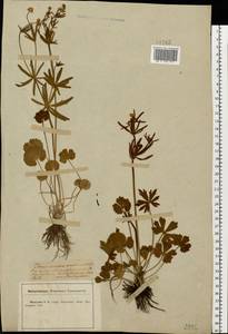 Ranunculus auricomus L., Eastern Europe, Central forest-and-steppe region (E6) (Russia)