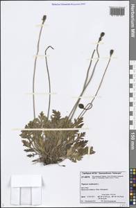 Oreomecon nudicaulis subsp. nudicaulis, Siberia, Central Siberia (S3) (Russia)