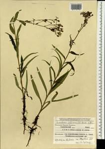 Lactuca sibirica (L.) Maxim., Mongolia (MONG) (Mongolia)