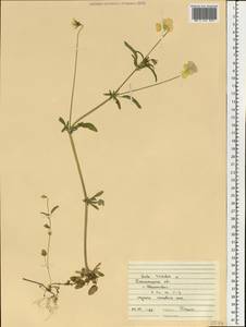 Viola tricolor L., Eastern Europe, South Ukrainian region (E12) (Ukraine)