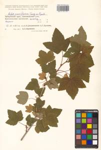 Ribes nigrum L., Siberia, Russian Far East (S6) (Russia)