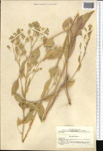 Lepidium latifolium L., Middle Asia, Pamir & Pamiro-Alai (M2) (Uzbekistan)