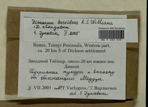 Dicranum laevidens R.S. Williams, Bryophytes, Bryophytes - Krasnoyarsk Krai, Tyva & Khakassia (B17) (Russia)