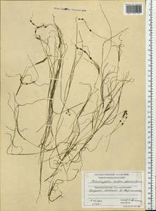 Stuckenia filiformis (Pers.) Börner, Siberia, Central Siberia (S3) (Russia)