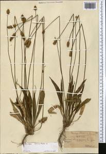 Plantago lanceolata L., Middle Asia, Northern & Central Tian Shan (M4) (Kazakhstan)