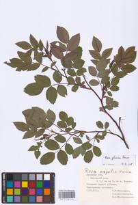 Rosa glauca Pourr., Eastern Europe, Central forest-and-steppe region (E6) (Russia)