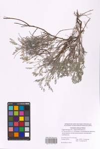 Artemisia nitrosa Weber ex Stechm., Eastern Europe, Lower Volga region (E9) (Russia)