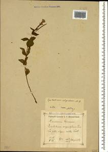 Epilobium algidum M. Bieb., Caucasus, Krasnodar Krai & Adygea (K1a) (Russia)