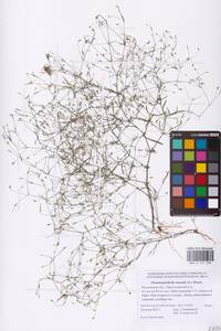 Psammophiliella muralis (L.) Ikonn., Eastern Europe, Rostov Oblast (E12a) (Russia)