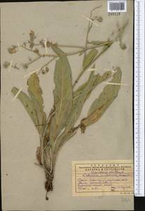 Lindelofia anchusoides subsp. anchusoides, Middle Asia, Western Tian Shan & Karatau (M3) (Kazakhstan)