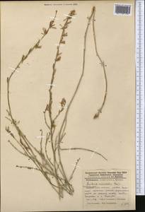 Lactuca orientalis subsp. orientalis, Middle Asia, Pamir & Pamiro-Alai (M2) (Tajikistan)