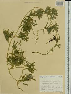 Diphasiastrum alpinum (L.) Holub, Eastern Europe, Northern region (E1) (Russia)