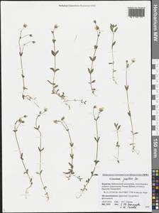 Cerastium pusillum Ser., Siberia, Baikal & Transbaikal region (S4) (Russia)