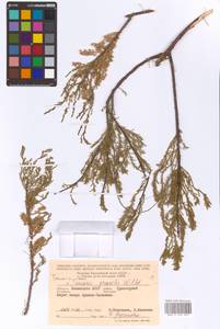 Tamarix laxa Willd., Eastern Europe, Lower Volga region (E9) (Russia)