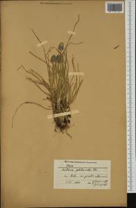 Sesleria phleoides Steven ex Roem. & Schult., Western Europe (EUR) (Bulgaria)