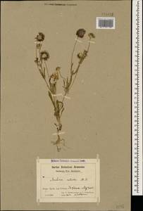 Lomelosia rotata (M. Bieb.) Greuter & Burdet, Caucasus, Azerbaijan (K6) (Azerbaijan)