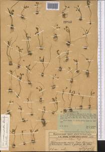 Gagea pseudominutiflora Levichev, Middle Asia, Western Tian Shan & Karatau (M3) (Kazakhstan)