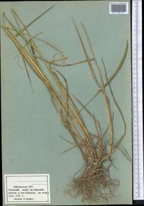 Agropyron, Middle Asia, Northern & Central Tian Shan (M4) (Kyrgyzstan)