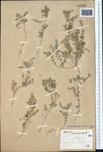 Astragalus contortuplicatus L., Middle Asia, Syr-Darian deserts & Kyzylkum (M7)