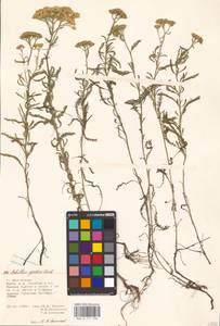 Achillea micrantha Willd., Eastern Europe, Lower Volga region (E9) (Russia)