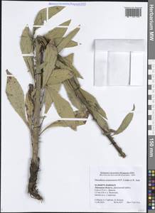 Oenothera × ersteinensis H.P.Linder & R.Jean, Eastern Europe, Central forest-and-steppe region (E6) (Russia)