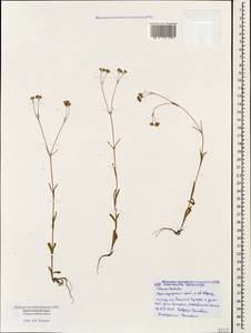Valerianella lasiocarpa (Stev.) Betcke, Caucasus, Black Sea Shore (from Novorossiysk to Adler) (K3) (Russia)