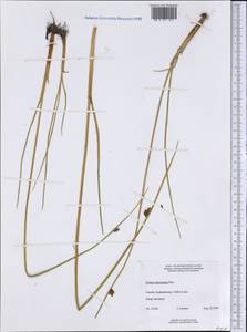 Schoenoplectus americanus (Pers.) Volkart, America (AMER) (Canada)