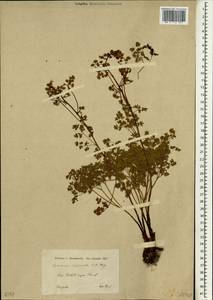 Thalictrum isopyroides C. A. Mey., South Asia, South Asia (Asia outside ex-Soviet states and Mongolia) (ASIA) (Turkey)